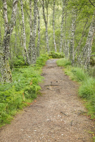 Footpath in birch forest