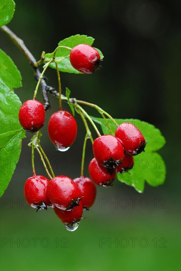 Common hawthorn