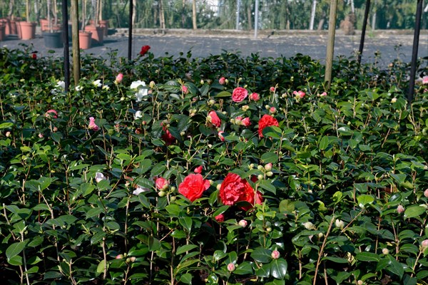 Greenhouse with camellias