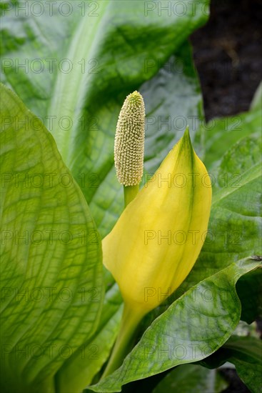 Western skunk cabbage