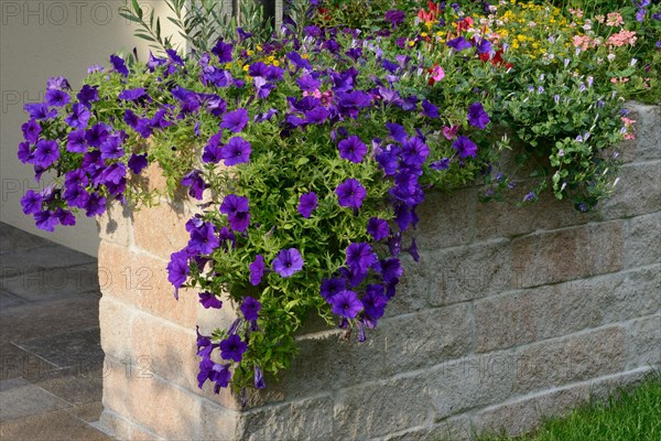 Petunia