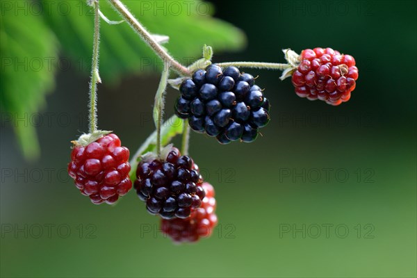 Blackberry