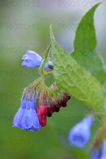 Prickly comfrey