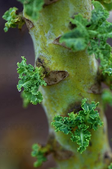 Kale