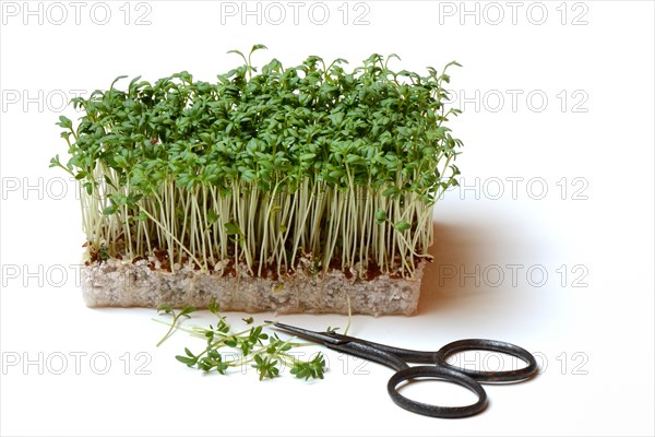 Garden cress