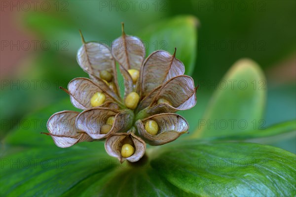 Winter aconite