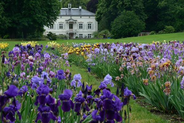 German Iris