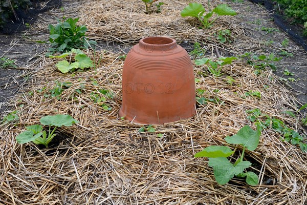 Rhubarb bleaching pot