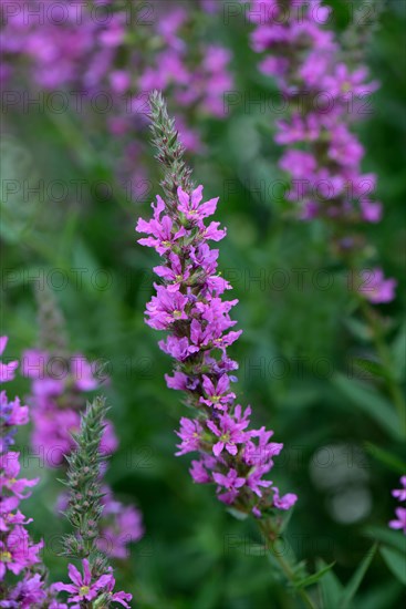 Blood loosestrife