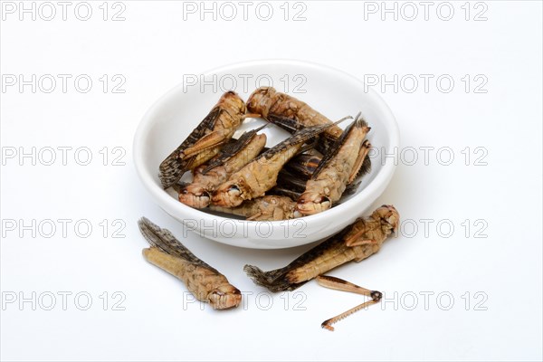 Dried locusts in shell