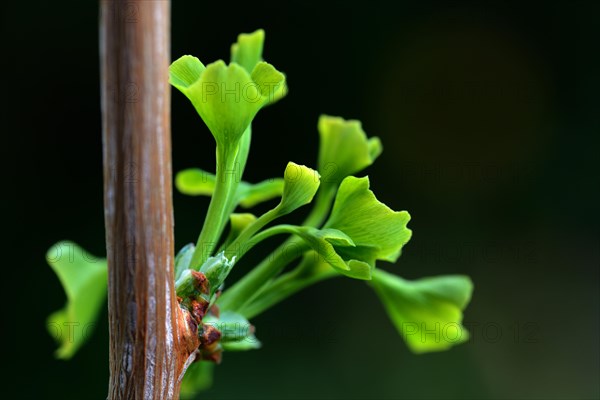 Ginkgo