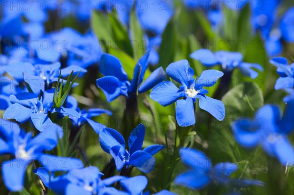 Spring Gentian