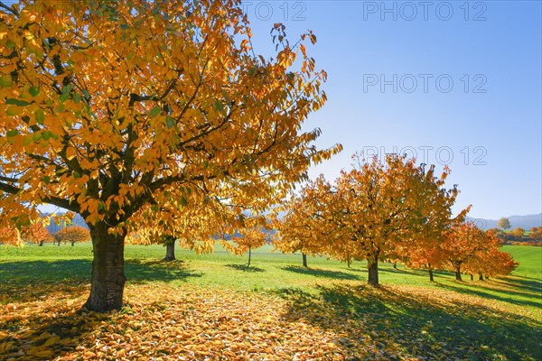 Cherry trees in autumn