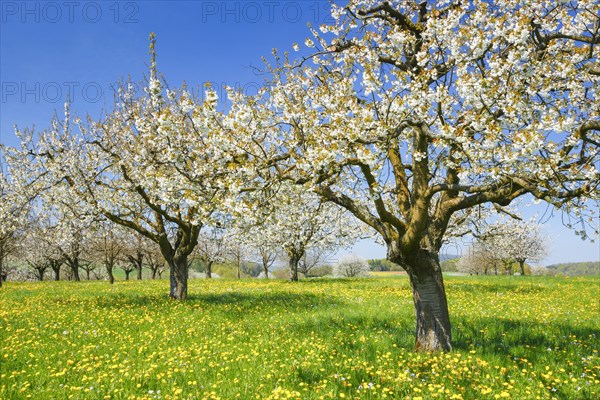 Cherry trees in spring