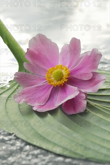 Autumn anemone on leaf