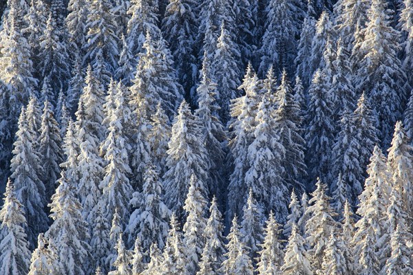 Snowy fir forest