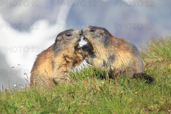 Alpine Marmot