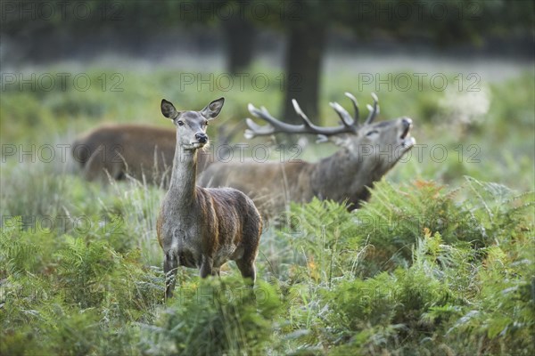 Red Deer or Hart