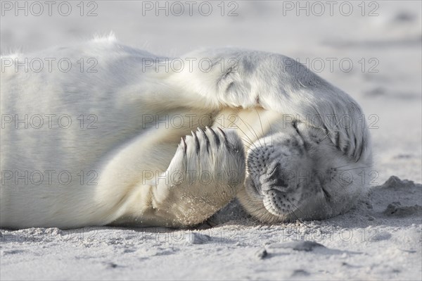 Grey seal