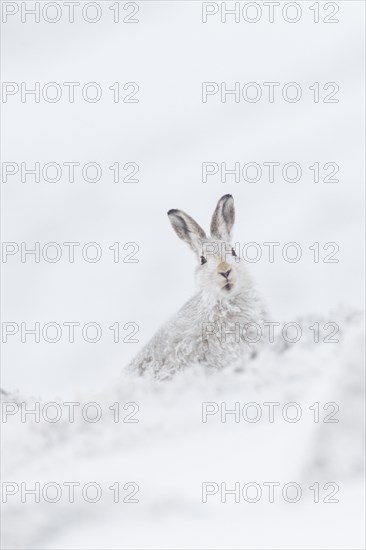 Mountain hare