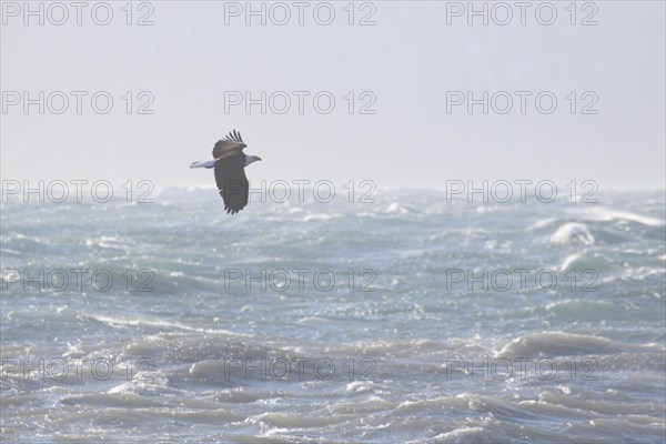 Bald eagle