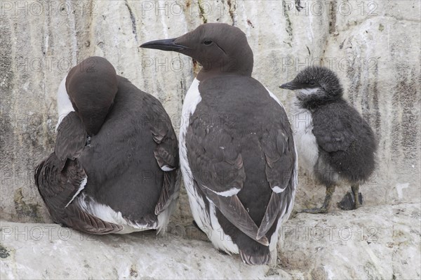 Common Common guillemot