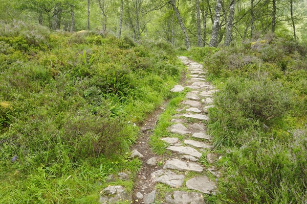 Footpath in birch forest