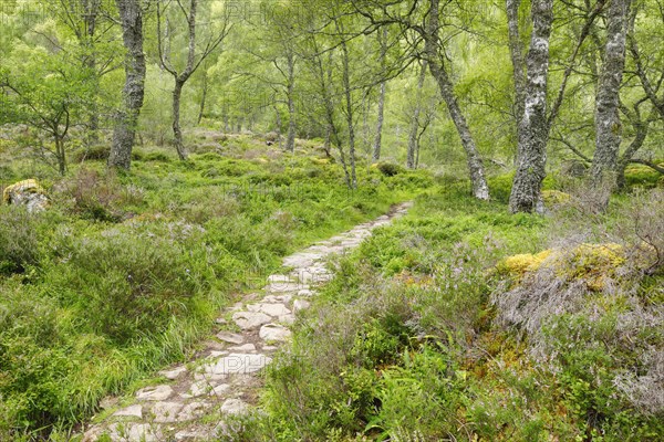 Footpath in birch forest