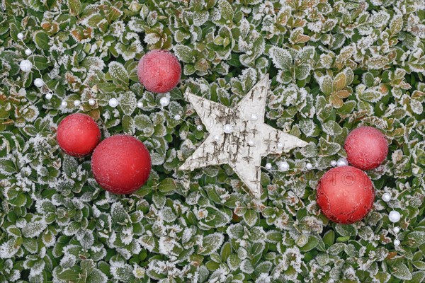 Natural outdoor Christmas decoration