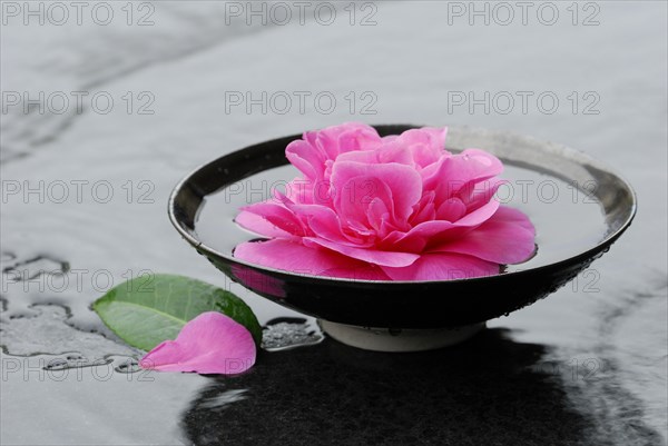 Camellia flower