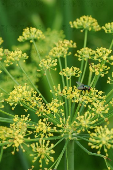 (Foeniculum vulgare azoricum) variety Fino Vitalis