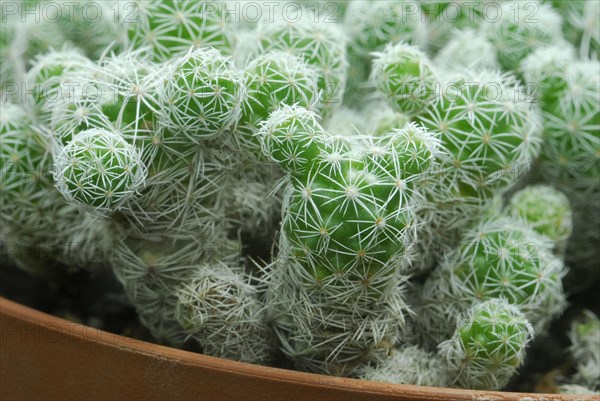 (Mammillaria gracilis)