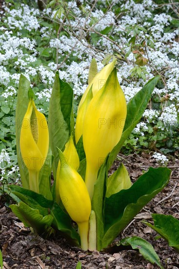 Western skunk cabbage