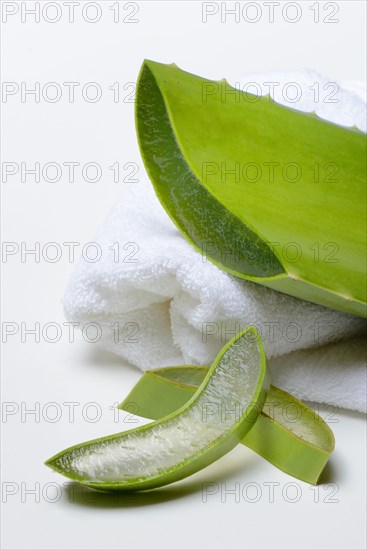 Aloe leaf discs and cut leaf