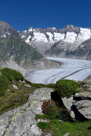 Great Aletsch Glacier