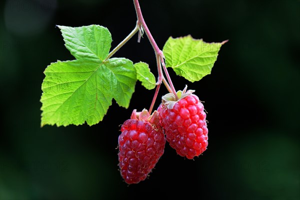 Rubusboysenberry and raspberry cross