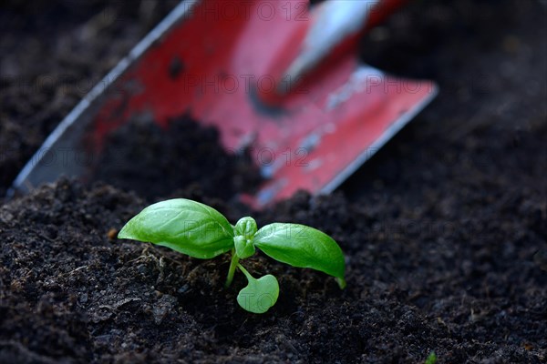 Basil