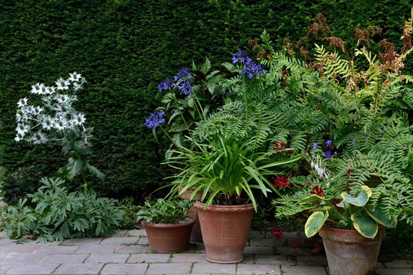 Plants in pot