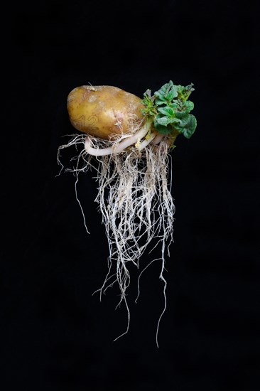 Sprouting potato with roots and leaves