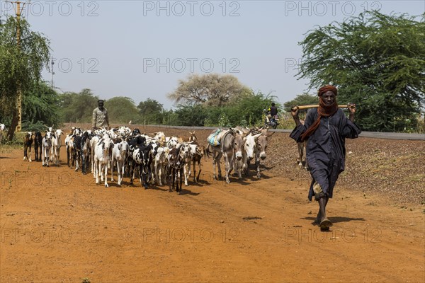 Nomad with herd of goats and donkeys