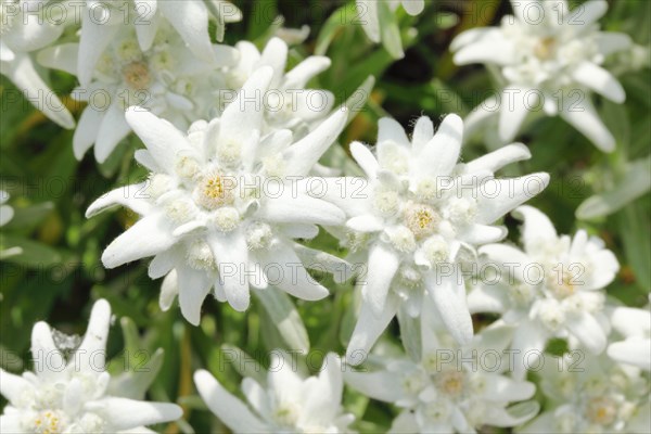 Alpine Edelweiss