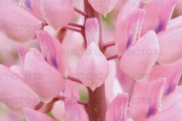 Close up of the multiflora lupine flower