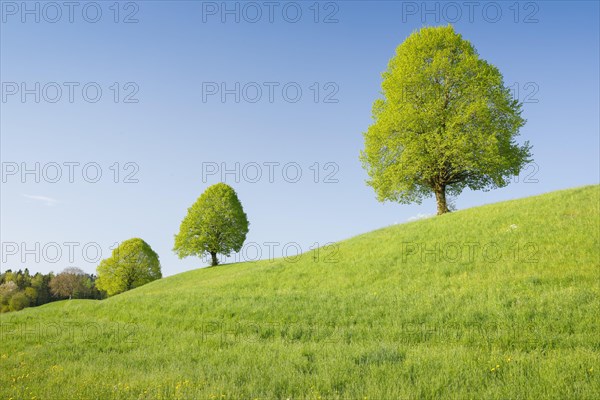 Linden near Ebmatingen in the Zurich Oberland