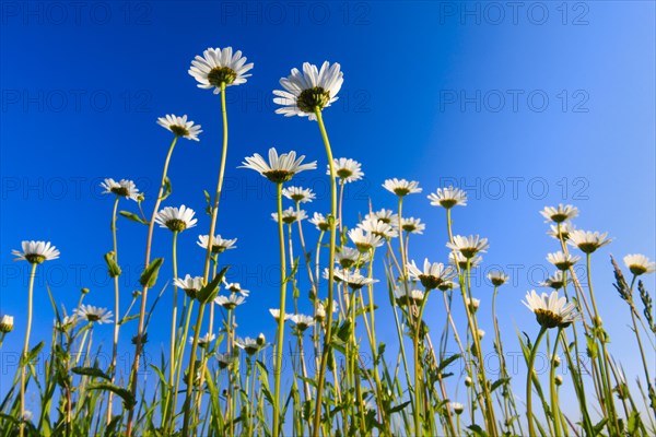 Ox-eye daisy