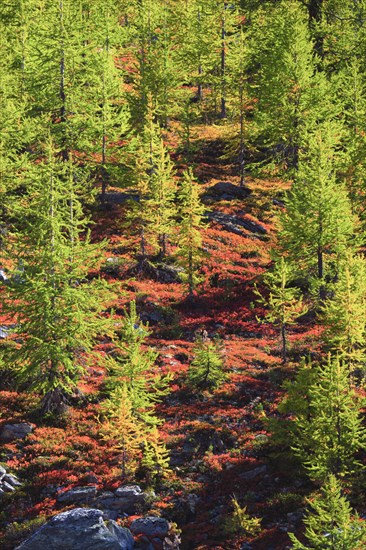 Alpine flora in autumn