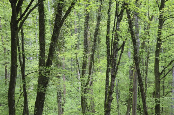 Forest with blooming wild garlic in spring