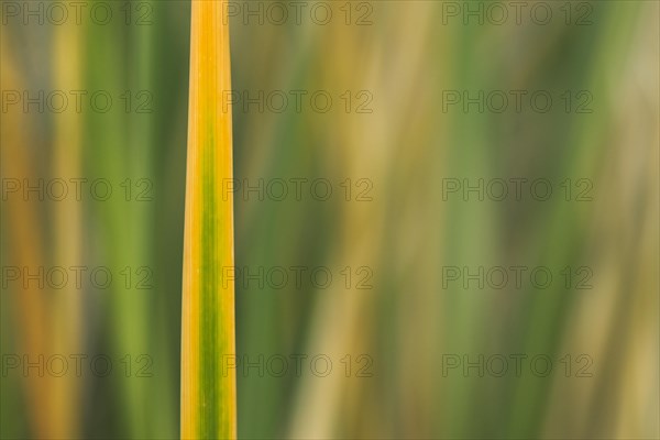 Marram Grass