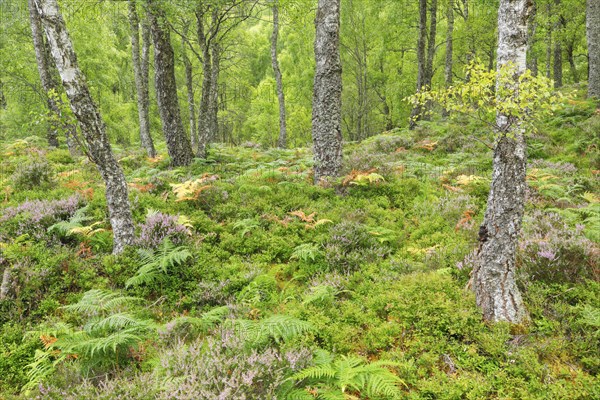 Birch forest