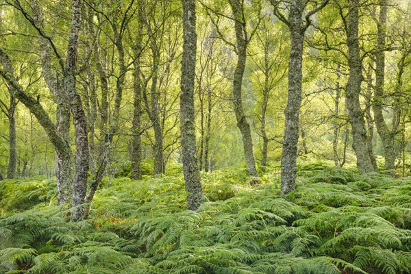 Birch forest