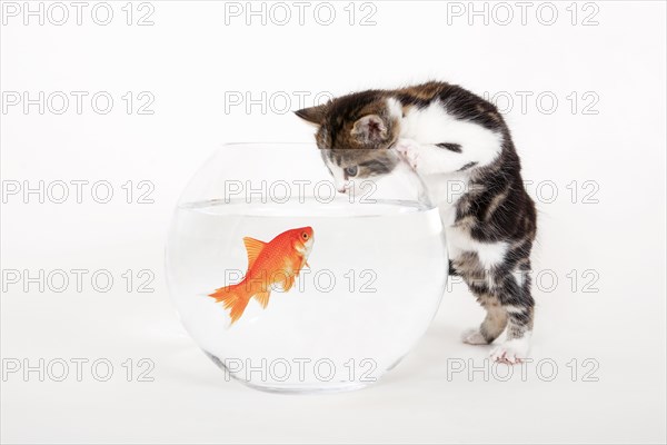 Goldfish in goldfish bowl and house cat